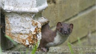 Stoat 3rd place