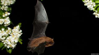 Bat