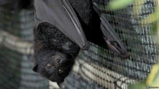 This cute fruit bat lives in Camira, Australia. Though it looks happy it’s tough couple of months. He is one of over 450 bats who were injured in January’s heat wave. A team of local volunteers have been nursing them back to health.