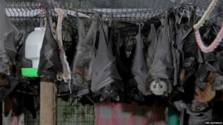 As the bats were very small when they were found they couldn’t live in the wild. The team had to build special walk-in cages for them to live in until they are strong enough to fly free.