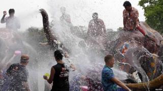 Elephants spray water