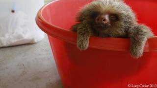 Sloth in a bucket