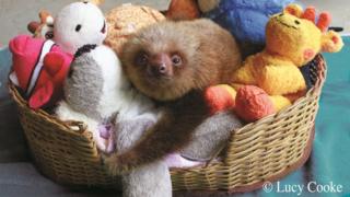 Sloth in a basket full of cuddly toys