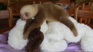Sloth on a cuddly toy dog