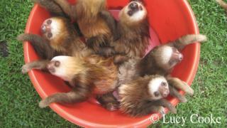 Lots of sloths in a bucket
