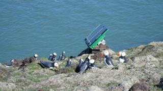 Dummy Puffins with solar panel device