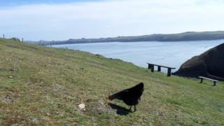 Chicken on Ramsey Island with view of the water
