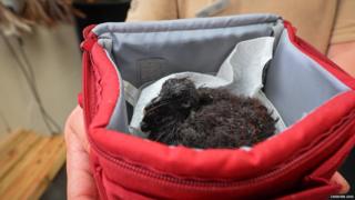 A chick in a red box