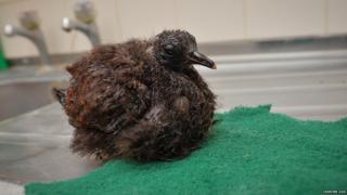 White-naped pheasant pigeon chick on a sink draining board