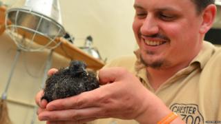 A zookeeper holding a chick