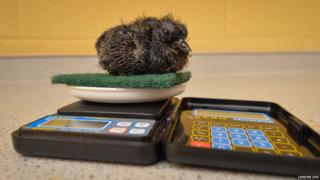 A chick being weighed
