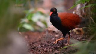 White-naped pheasant pigeon