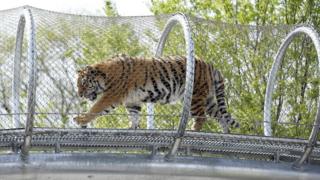 Tiger walking in tunnel