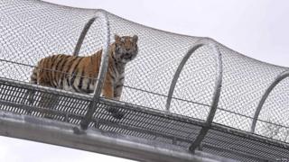 Tiger walking in tunnel