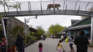 Tiger walking in tunnel