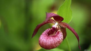 An Orchid is displayed at the 2014 Chelsea Flower Show at Royal Hospital Chelsea on May 19, 2014 in London,