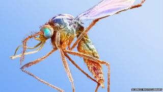 Mosquito
