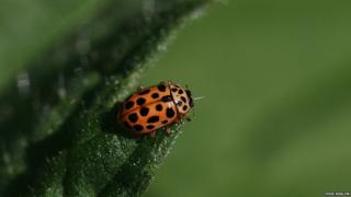Water ladybird by Chris Barlow