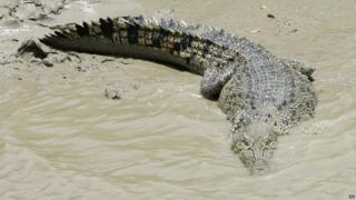 Saltwater crocodile
