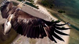 Drone photography eagle