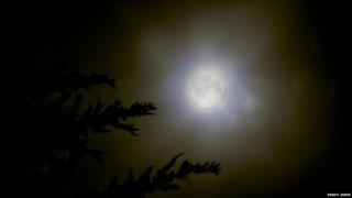 A glowing white moon sits in the sky as the silhouette of tree leaves can be seen in the foreground.