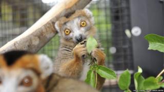 Crowned lemurs