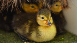 Baer’s pochard ducklings