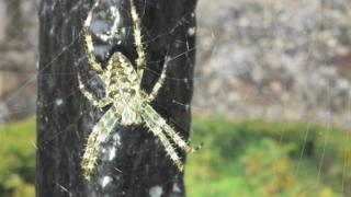 garden spider
