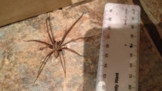 Large spider