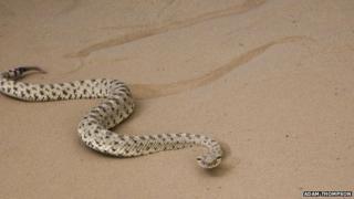 sidewinder snake
