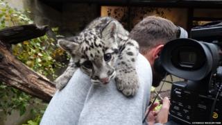 Nimbus the leopard climbing on our camera man