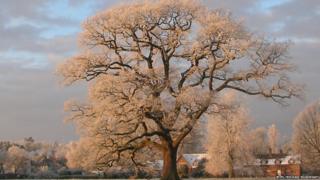 Ickwell Oak, Bedfordshire