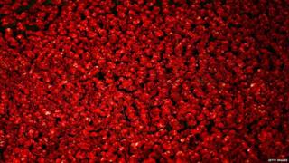 Ceramic poppies at the Tower of London