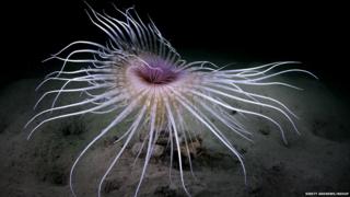Firework anemone