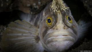Yarrell's blenny
