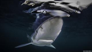 Blue shark