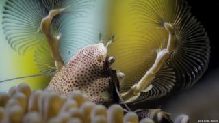 Porcelain crab