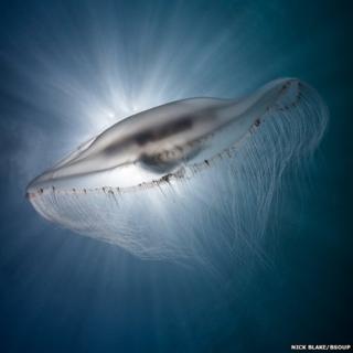 Jellyfish