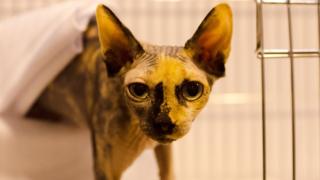 Supreme Cat Show