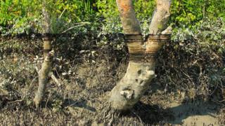 Oil marks on the mangrove trees inside the Sundarban Forest