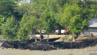 Oil-covered mangrove roots near the river bank