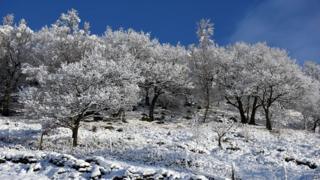 snow-covered trees near the village of Marsden, northern England, on December 27, 2014