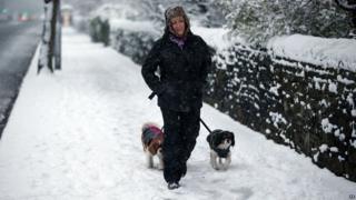 Woman walking dogs in snow