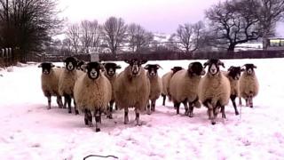 Beth's sheep in the snow
