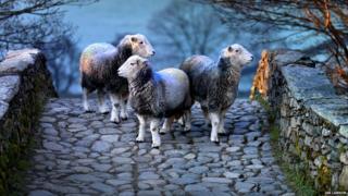 Herdwick sheep on bridge
