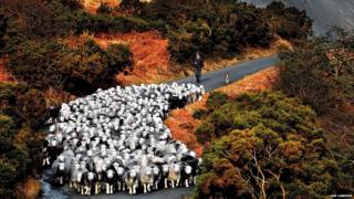 Herdwick sheep on fell