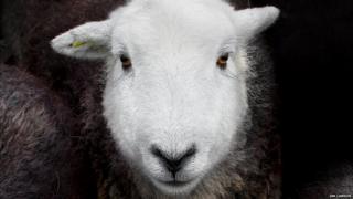 Herdwick sheep