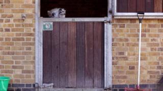 A pony struggling to see over a stable door