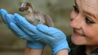 Humboldt penguin