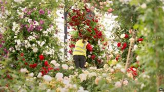 A display of roses at the Chelsea Flower Show